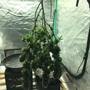 PE clone hanging 4-16-23 F75.jpg