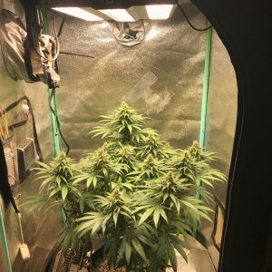 GM Clone1 4-16-23 F38.jpg