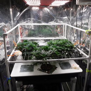 AG Day 41 veg (1).JPG