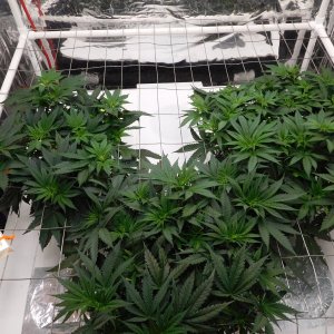 AG Day 41 veg (3).JPG