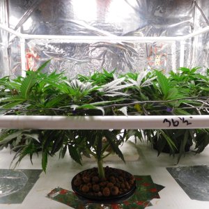 AG Day 41 veg (2).JPG