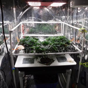 AG Day 42 veg (1).JPG