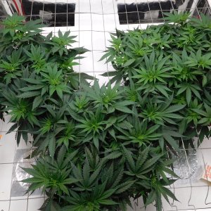 AG Day 42 veg (4).JPG