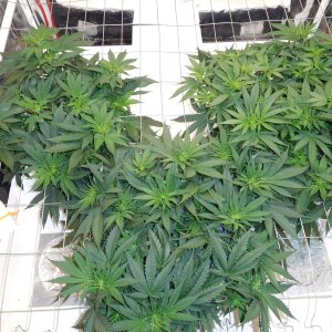 AG Day 42 veg (3).JPG