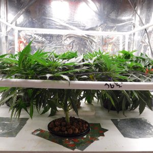 AG Day 42 veg (2).JPG