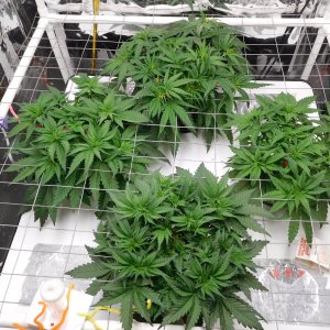 FDOG Day 29 veg (3).JPG