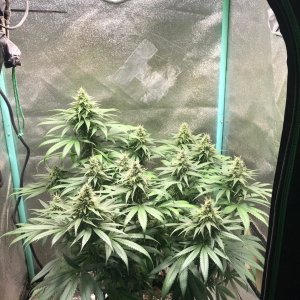 GM clone 4-19-23 F41.jpg