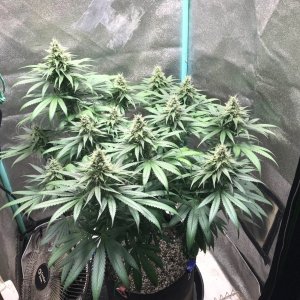 GM clone1 4-19-23 F41.jpg