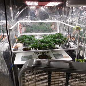 AG Day 43 veg (1).JPG