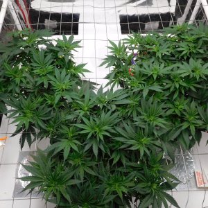 AG Day 43 veg (3).JPG