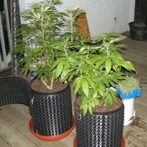 Rootmaker pots work transplant 3 to 6 gallon