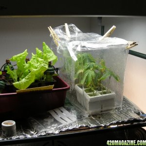 clone box, plastic aquarium