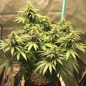 GM clone 4-21-23 F43.jpg