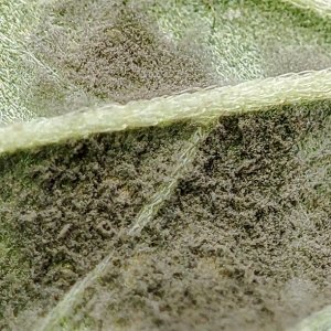 leaf_mold_closeup2.jpg