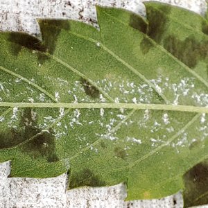 leaf_mold_and_bug_eggs.jpg