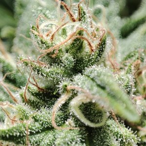 blueberry_trichomes1.jpg