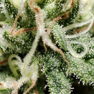 blueberry_trichomes2.jpg