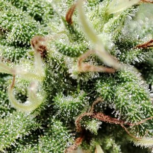 sweet_critical_cbd_trichomes1.jpg