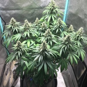 GM clone 4-27-23 F48.jpg