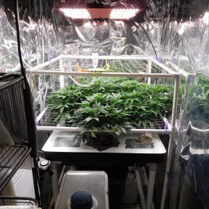 FDOG Day 7 Flower (1).JPG