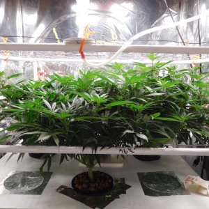 AG Day 8 Flower (2).JPG