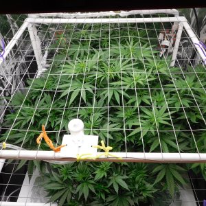 FDOG Day 10 Flower (4).JPG