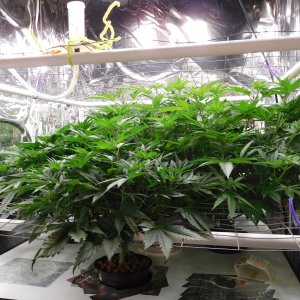 FDOG Day 11 Flower (3).JPG