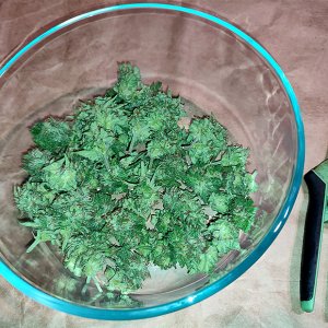 sweet_critical_buds_trimmed1.jpg