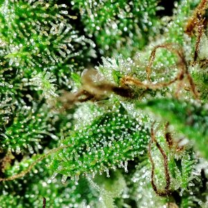 sweet_critical_trichomes1.jpg