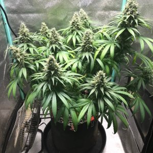 GM clone 5-2-23  F54.jpg