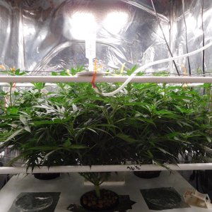 AG Day 12 Flower (2).JPG