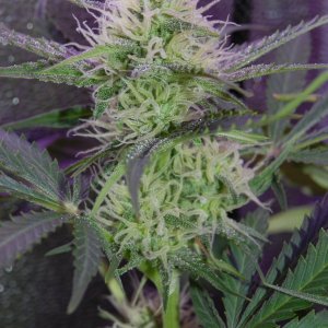 northern-lights-auto-flower.JPG