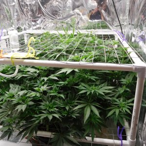 FDOG Day 12 Flower (5).JPG