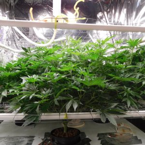 FDOG Day 12 Flower (2).JPG