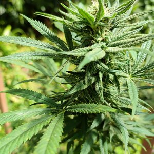 seedsman_30-1_bud1.jpg