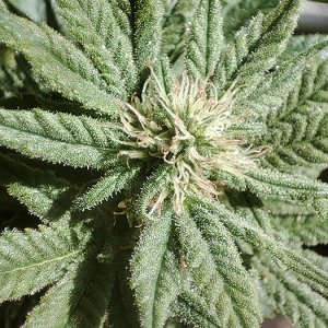 seedsman_30-1_bud2.jpg