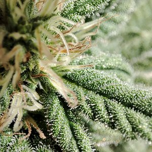 seedsman_30-1_trichomes1.jpg