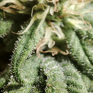 seedsman_30-1_trichomes2.jpg