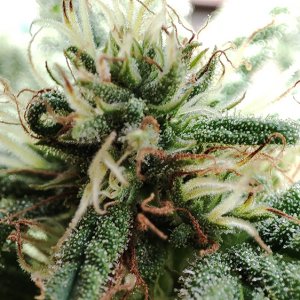 seedsman_30-1_trichomes3.jpg