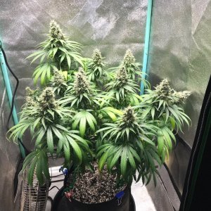 GM clone 5-5-23 F56.jpg