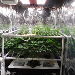 FDOG Day 15 Flower (1).JPG