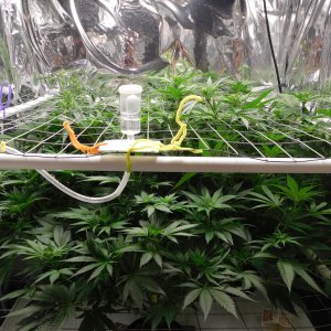 FDOG Day 15 Flower (5).JPG