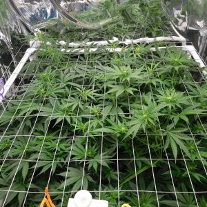 FDOG Day 15 Flower (4).JPG