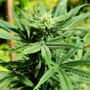 seedsman_30-2.jpg