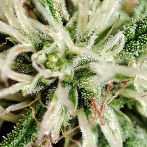 seedsman_30-1_trichomes.jpg