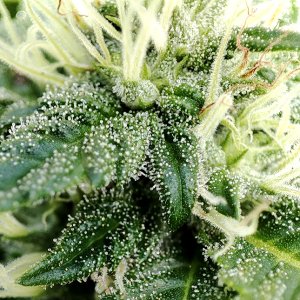 blue_widow_trichs1.jpg