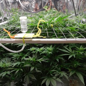 FDOG Day 16 Flower (4).JPG