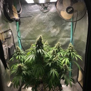 GM clone 5-7-23 F58.jpg