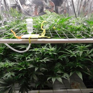 FDOG Day 17 Flower (4).JPG