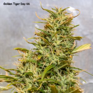 Day 66 Golden Tiger bud Crop 7 May 23.jpg